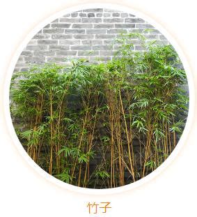 門口種什麼植物|大門口適合放什麼植物？風水師推薦發財樹、富貴竹、。